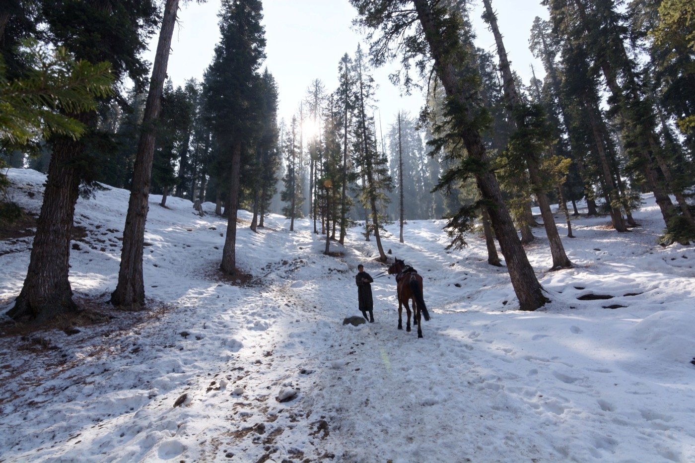 Pine forest trail through Kashmir snow